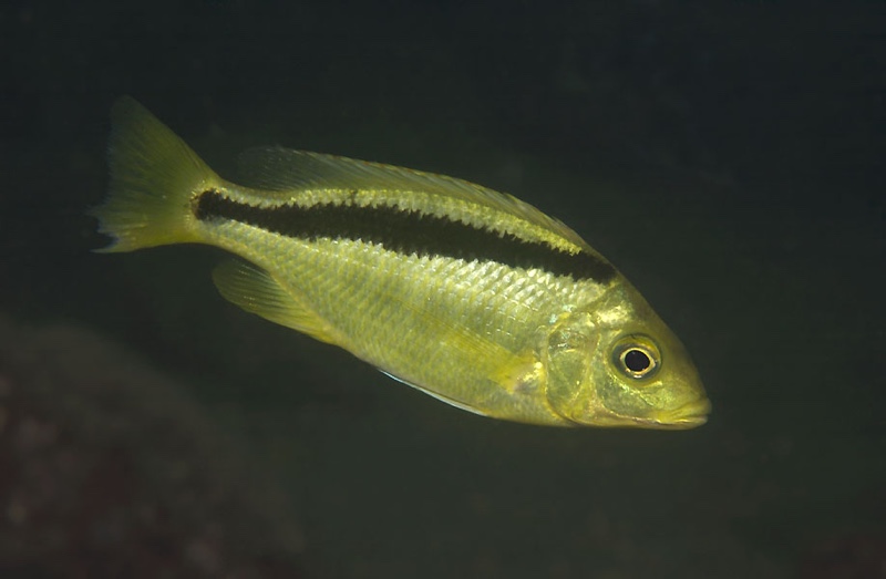 Mylochromis melanonotus 'Londo Bay'